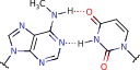 N6-methyl-adenine_uracil_pair N6-methyl-adenine_uracil_pair
