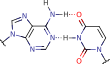 adenine_uracil_pair adenine_uracil_pair