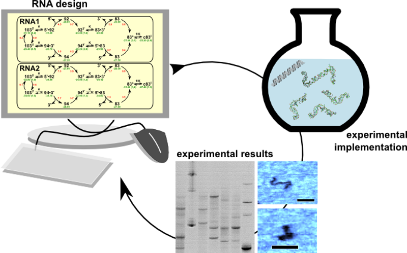 RNA design