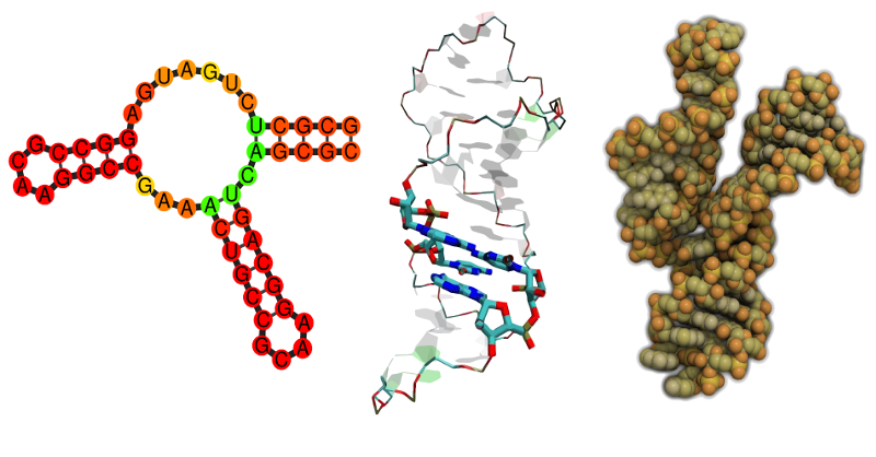 RNA structures