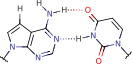 7-deaza-adenine_uracil_pair