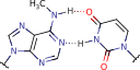 N6-methyl-adenine_uracil_pair