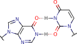 hypoxanthine_uracil_pair