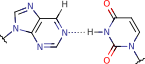 purine_uracil_pair